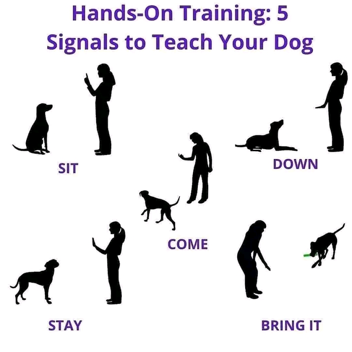 PET TRAINING TIPS AND TRICKS