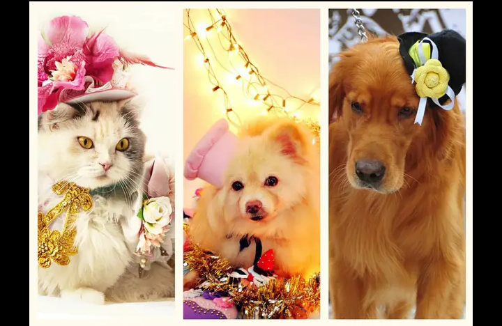PET FASHION AND TRENDS